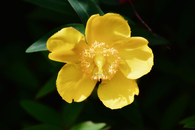 Agrimony / kleiner Odermennig