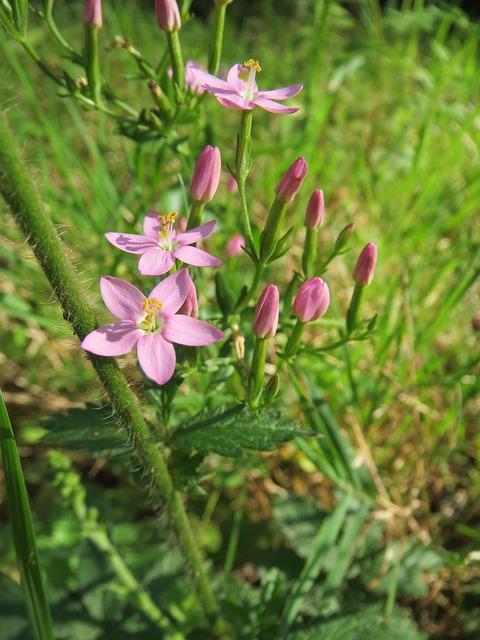 Centaury / echtes Tausendgüldenkraut