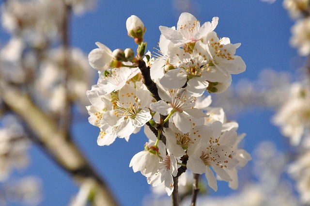 Cherry Plum / Kirschpflaume