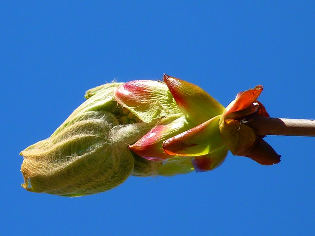 Chestnut Bud / Rosskastanie