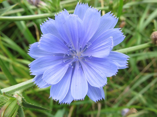 Chicory / Wegwarte