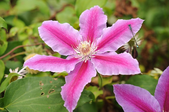 Clematis / Waldrebe
