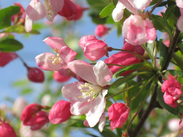 Crab Apple / Holzapfel