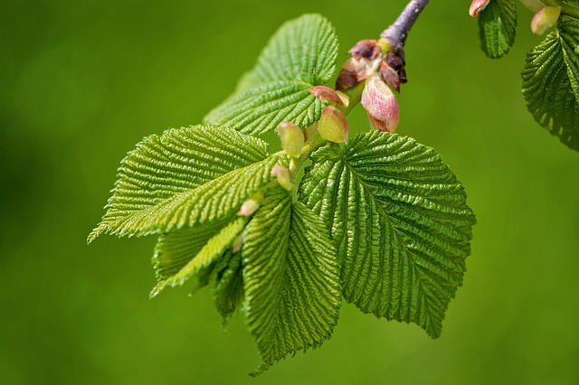 Elm / engl. Ulme