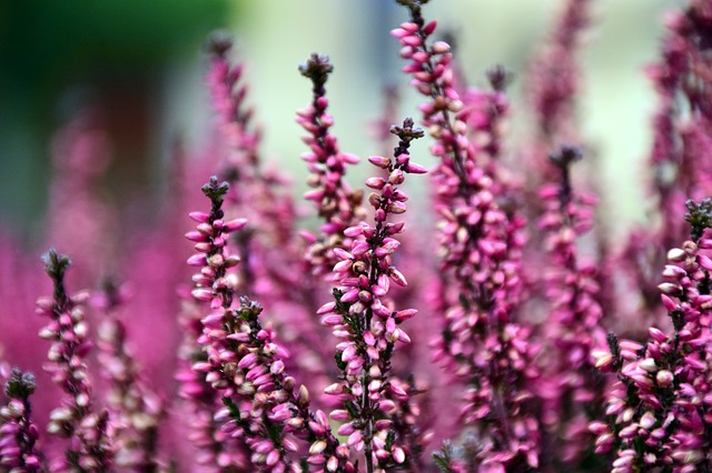 Heather / Heidekraut
