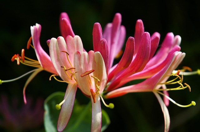 Honeysuckle / Geissblatt