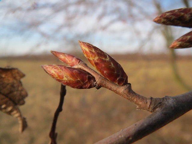 Hornbeam / Hainbuche