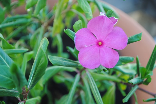 Impatiens / indisches Springkraut