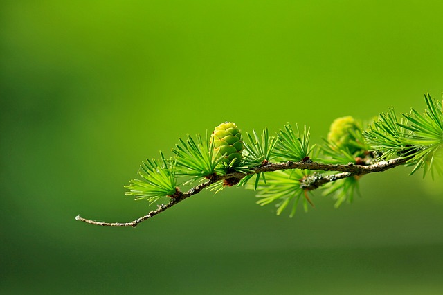 Larch / europ. Lärche