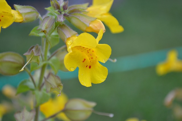 Mimulus / Gauklerblume
