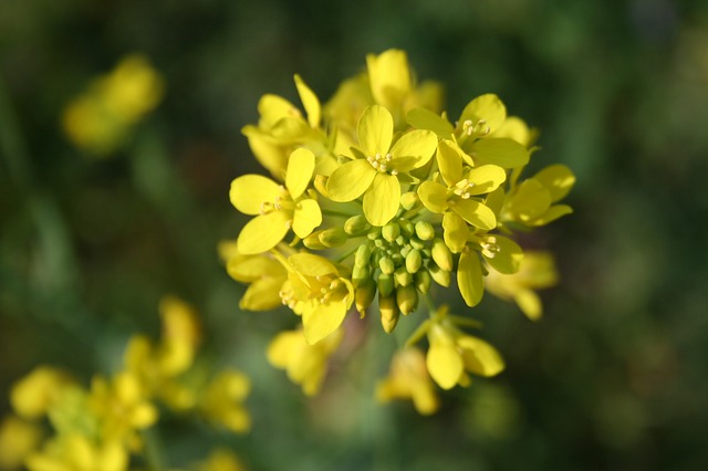 Mustard / Ackersenf