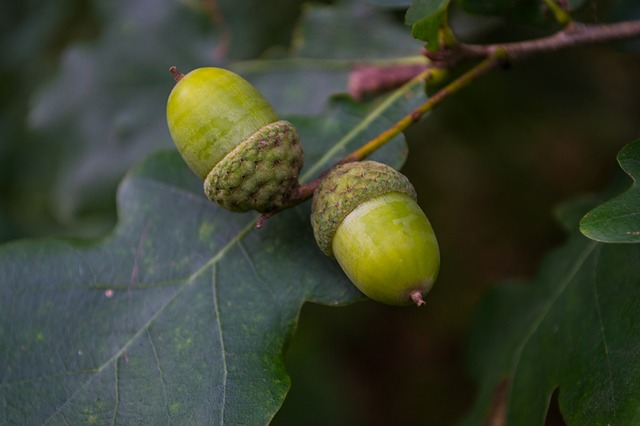 Oak / Stieleiche