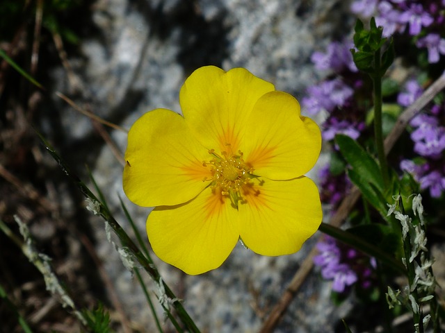Rock Rose / Sonnenröschen