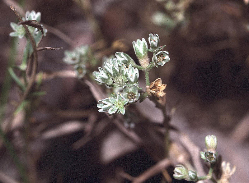 Scleranthus / einjähriges Knäuelkraut