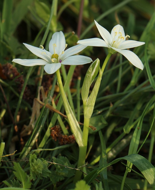 Star of Bethlehem / Dolden Milchstern