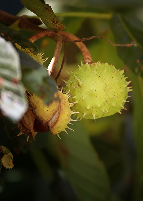 Sweet Chestnut / Edelkastanie