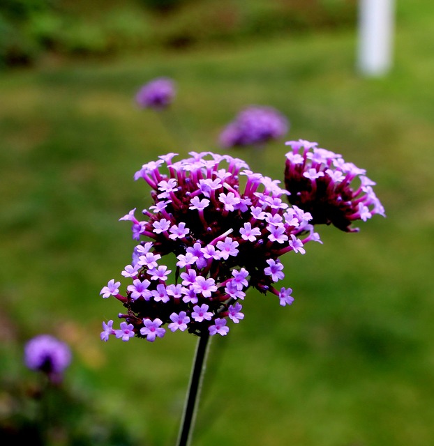 Vervain / echtes Eisenkraut