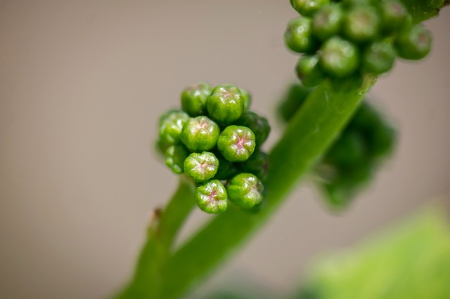 Vine / echte Weinrebe