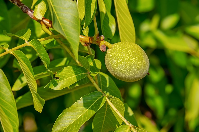 Walnut / Walnuss