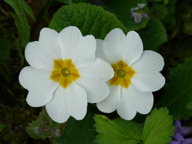 Water Violet / Wasserprimel