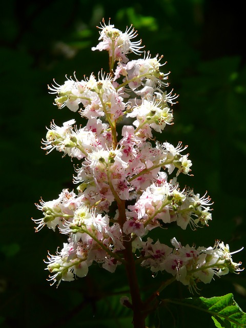 White Chestnut / gewöhnliche Rosskastanie