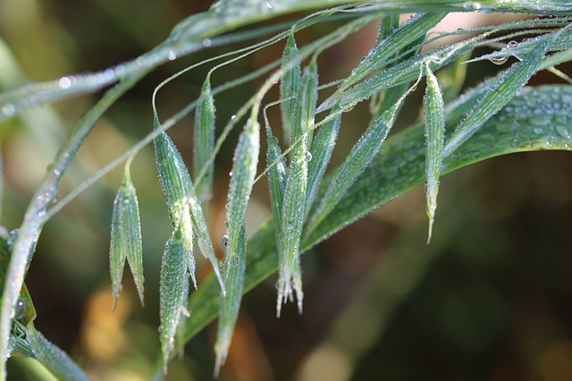 Wild Oat / Waldtrespe