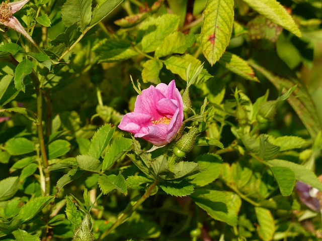 Wild Rose / Hundsrose