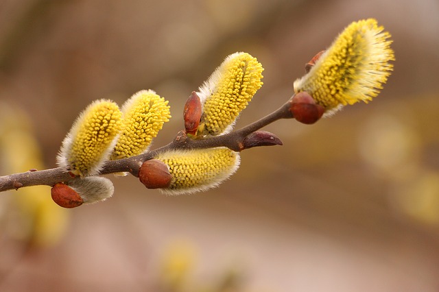 Willow / gelbe Weide